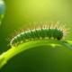 Chenille verte sur une feuille en jardin ensoleille
